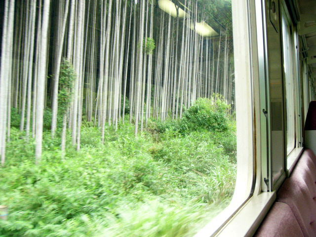 森の中を行く名松線